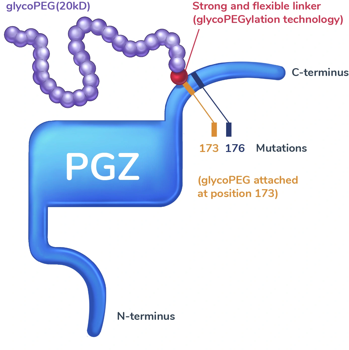 Pegozafermin: Half-life extended vs FGF21 by tail with unique glycoPEGylation technology + mutations that prevent breakdown.